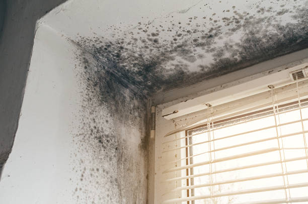 Affordable Mold Cleanup solutions in Wilmette, IL